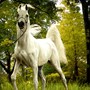 نخ و نقشه حیات وحش14